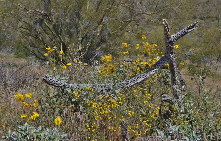 spring in the desert